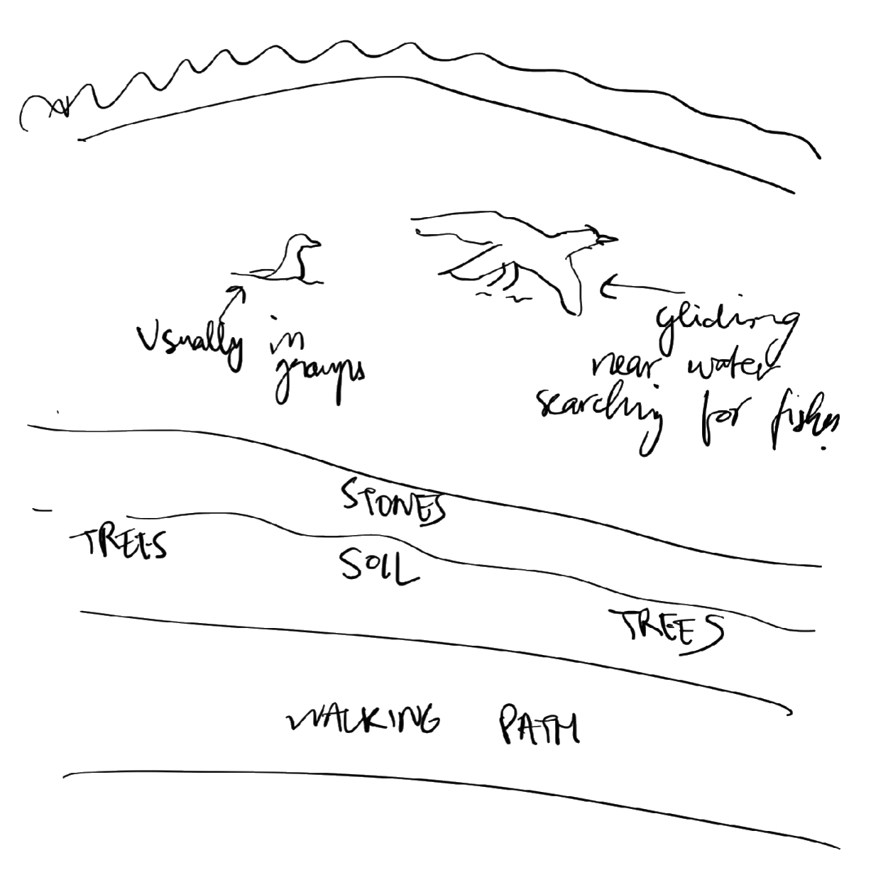Lake Bird Drawing