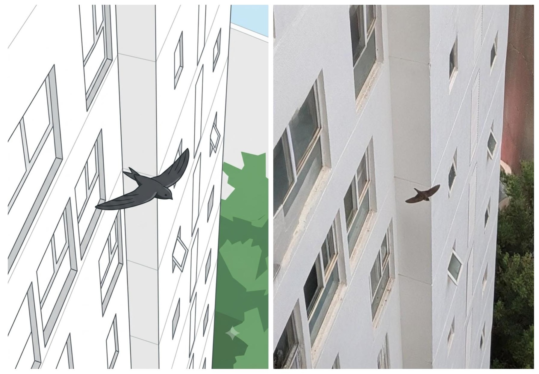 Oriental Magpie Robin Collage