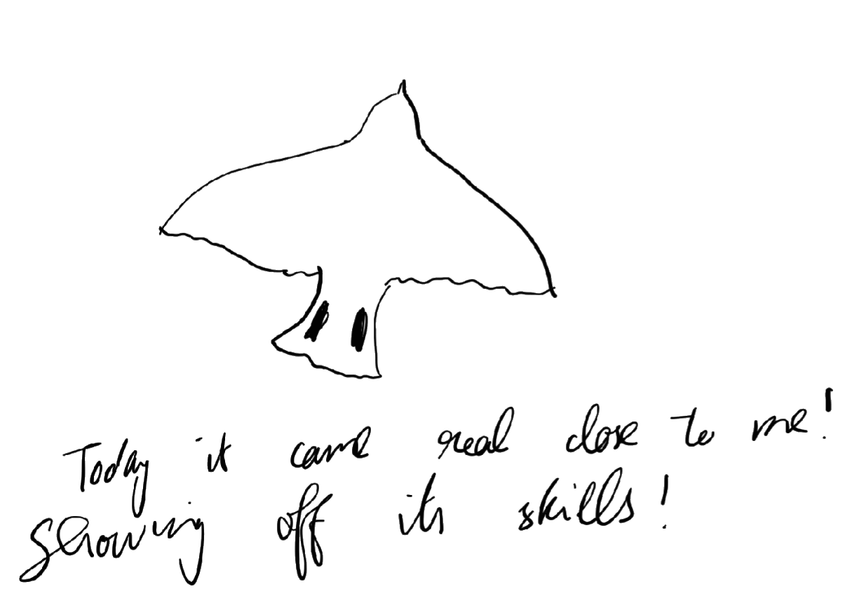 Oriental Magpie Robin Drawing