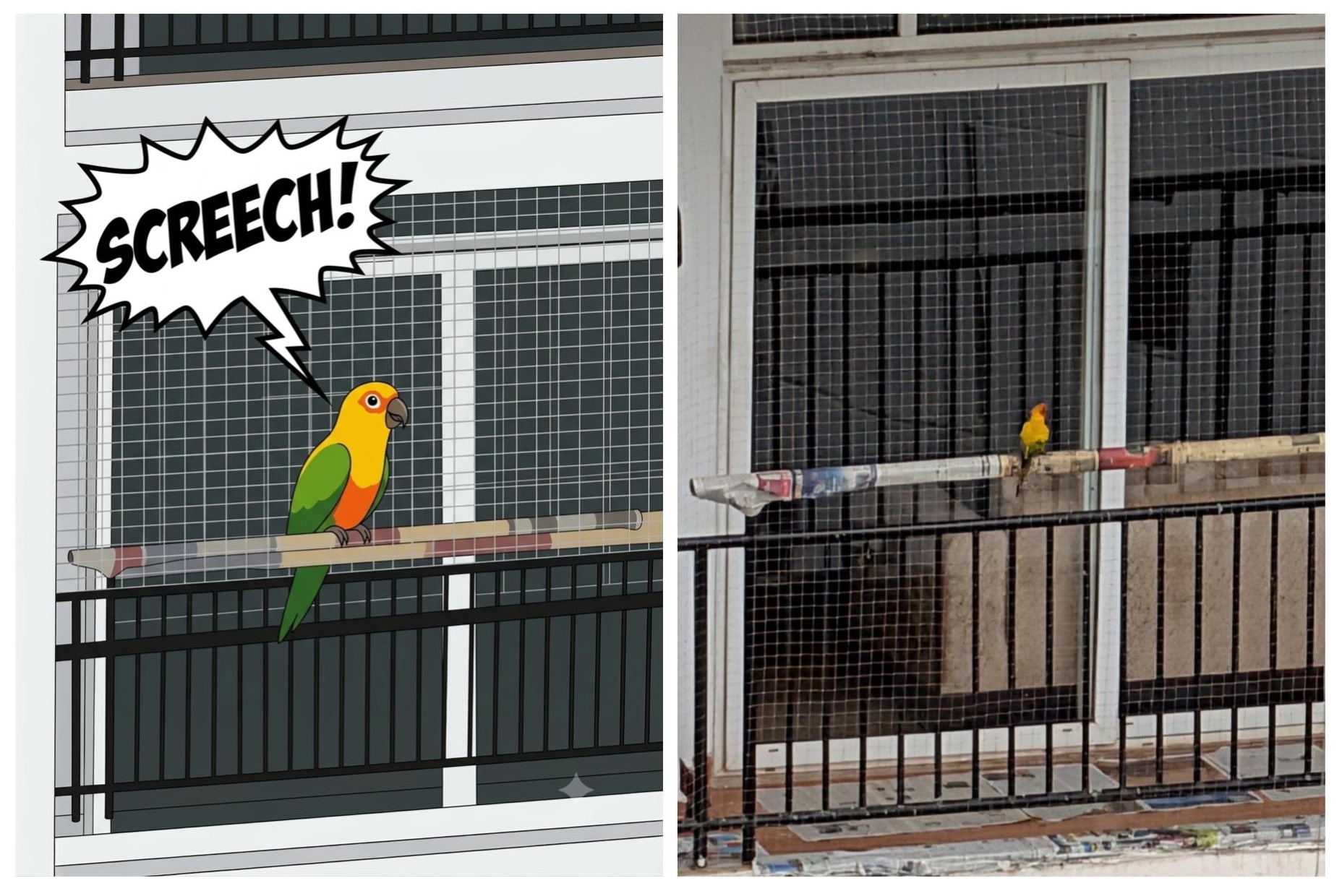 Sun Conure Collage