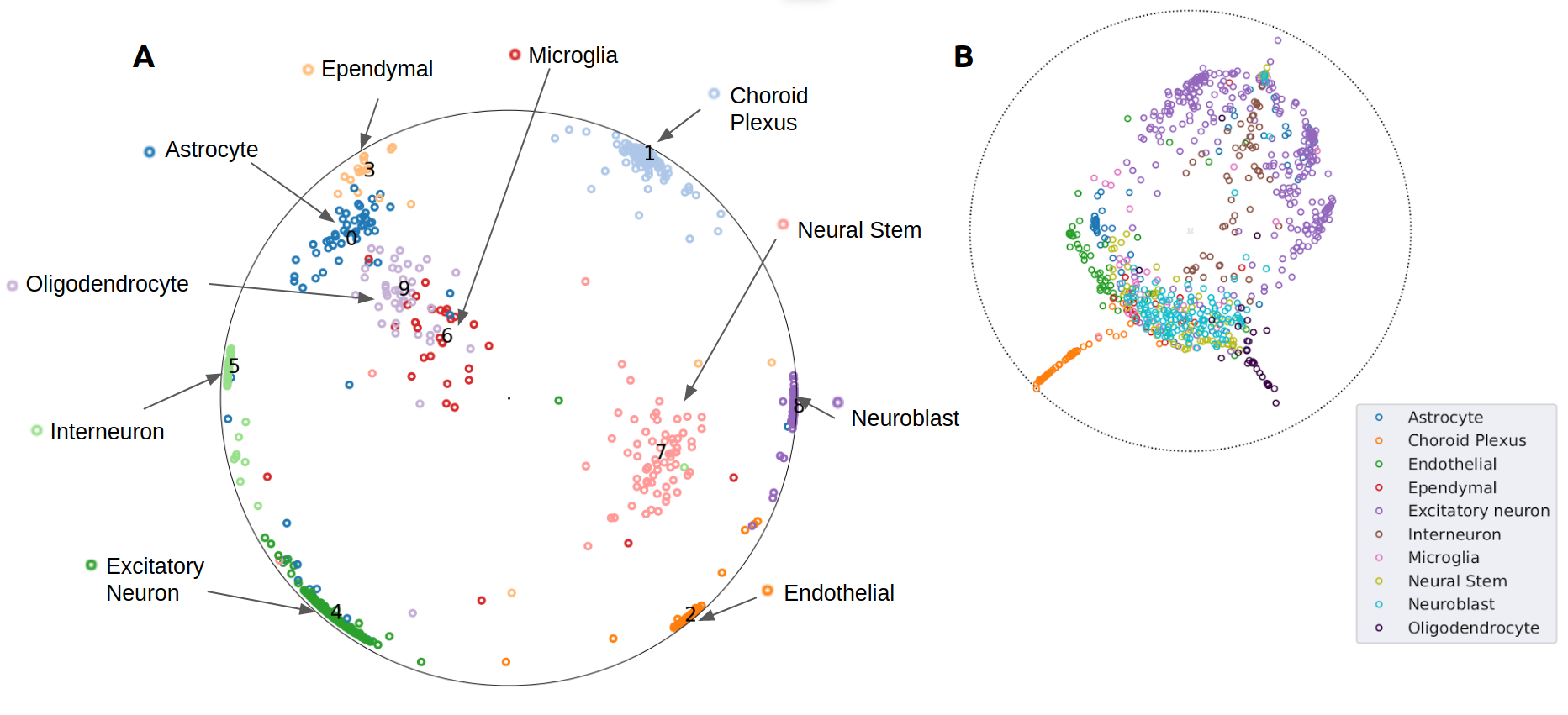 Hyperbolic Embeddings for Spatial Transcriptomics